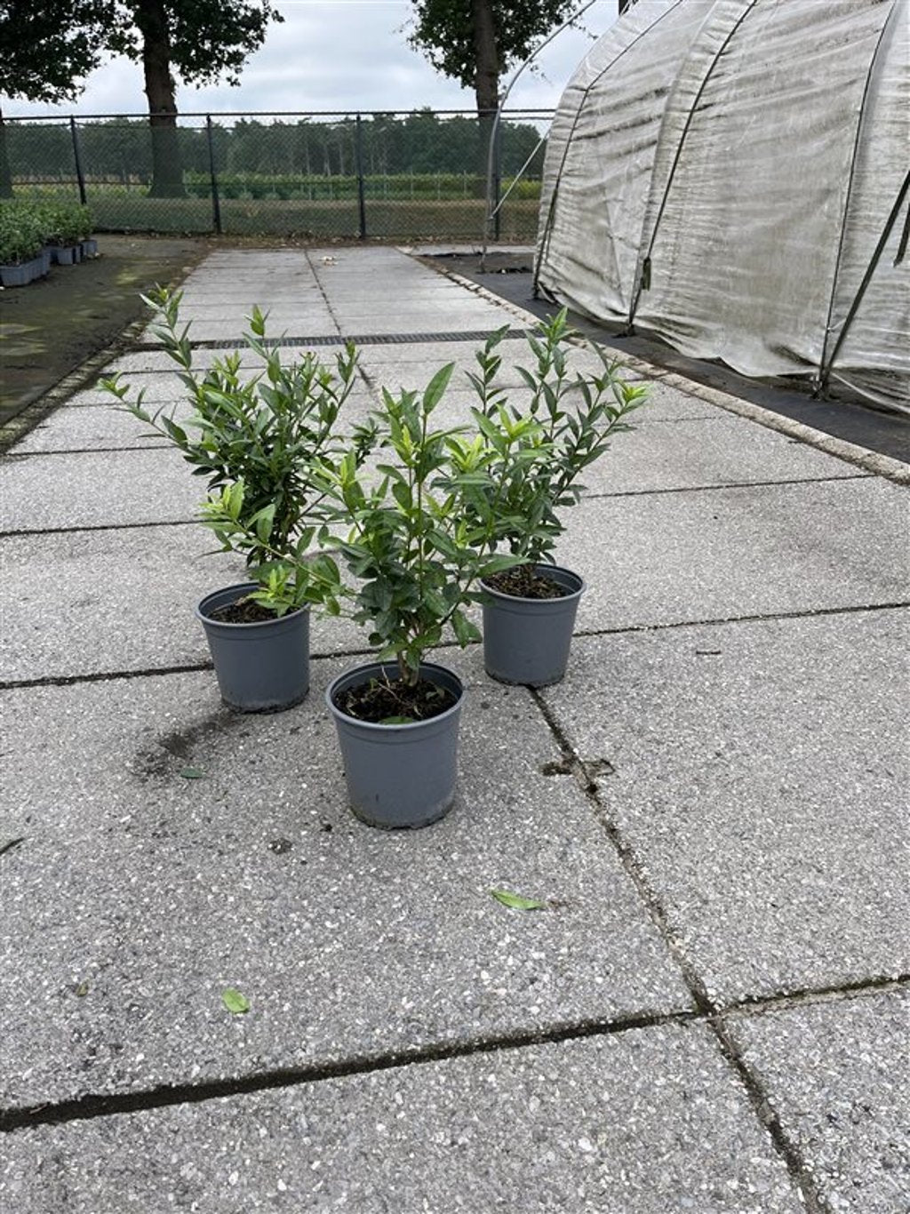Ligustrum vulg. 'Atrovirens' - C2.5 30-40 CM